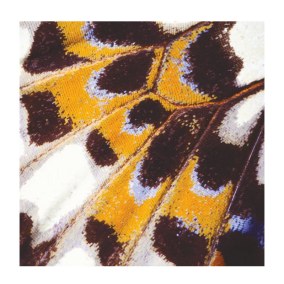 Mariposa Collection Nicaragua Papier peint panoramique Casadeco