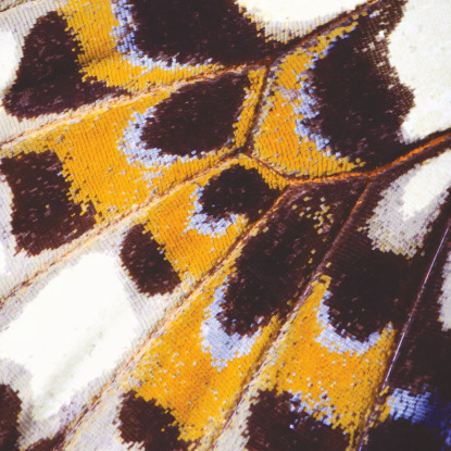 Mariposa orange Collection Nicaragua Papier peint panoramique Casadeco